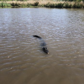 Airboat Adventures - T-Boy, the Gator - Boat Tours Near Me - Lafitte, Louisiana Airboat Adventures - T-Boy, the Gator - Boat Tours Near Me - Lafitte, Louisiana