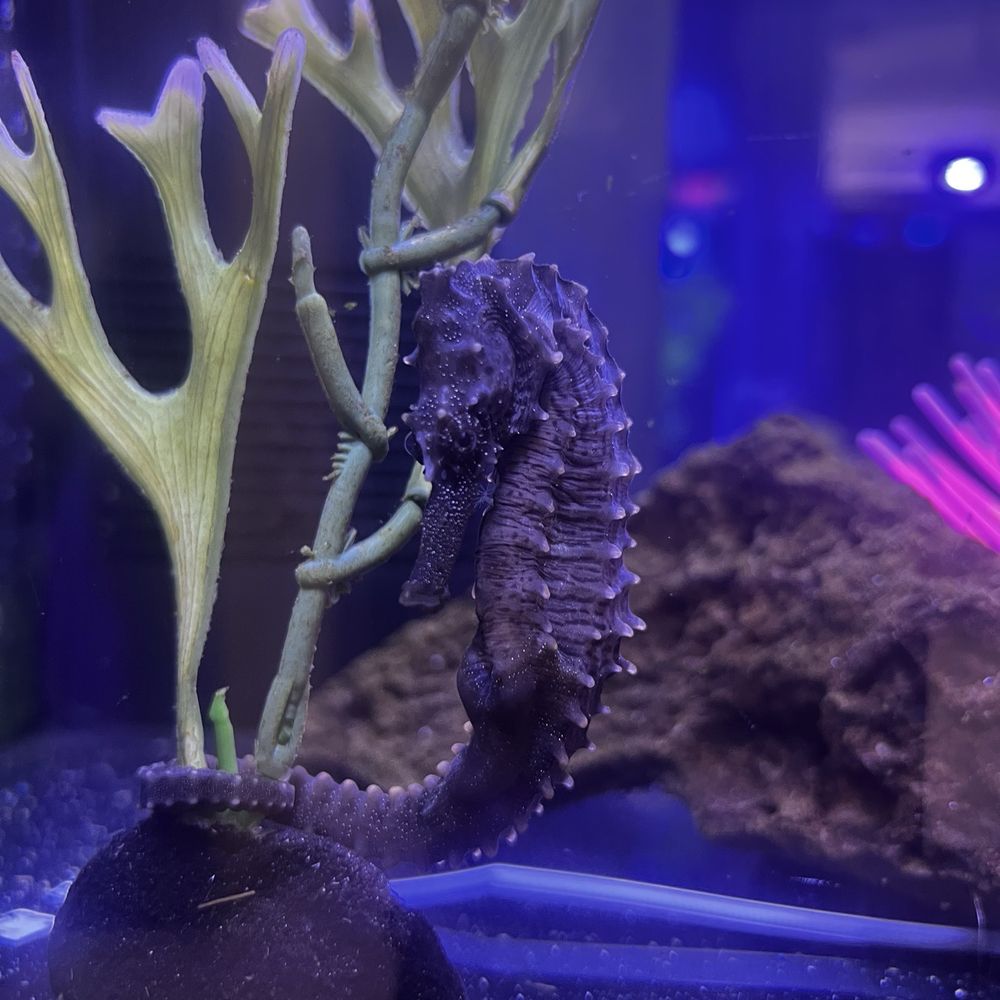 Aquatic Critter - Lil seahorse - Aquarium Services Near Me - Nashville, Tennessee