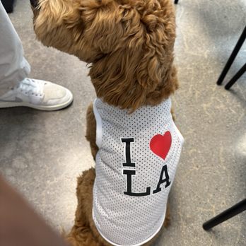 The Dog Bakery - Benson is loving living back in LA - Pet Stores Near Me - Pasadena, California The Dog Bakery - Benson is loving living back in LA - Pet Stores Near Me - Pasadena, California