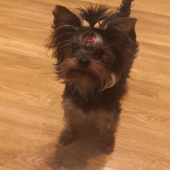 Puppy Boutique - Pet Stores Near Me - Brooklyn, New York Puppy Boutique - Pet Stores Near Me - Brooklyn, New York