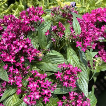 Flamingo Road Nursery - Nurseries & Gardening Near Me - Davie, Florida Flamingo Road Nursery - Nurseries & Gardening Near Me - Davie, Florida