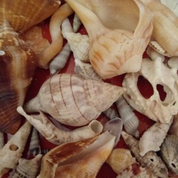 Blind Pass Beach - Shells as perfect as those they sell at the stores, just unpolished, and it's more fun to find them yourself. - Parks Near Me - Sanibel, Florida Blind Pass Beach - Shells as perfect as those they sell at the stores, just unpolished, and it's more fun to find them yourself. - Parks Near Me - Sanibel, Florida
