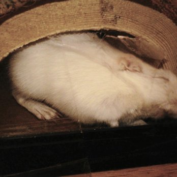 Norman Public Library - Gerbil wants out! - Libraries Near Me - Norman, Oklahoma