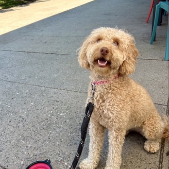 Lawn Service - Furry friends can enjoy it - Coffee & Tea Near Me - Greensboro, North Carolina Lawn Service - Furry friends can enjoy it - Coffee & Tea Near Me - Greensboro, North Carolina