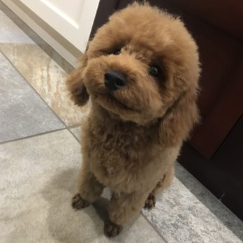 Petite Pet Parlour - Pet Groomers Near Me - San Marcos, California Petite Pet Parlour - Pet Groomers Near Me - San Marcos, California