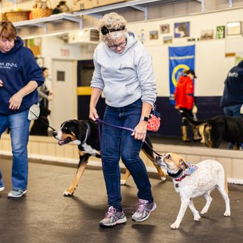 Alpha Dog K9 Training - Pet Training Near Me - Medway, Massachusetts Alpha Dog K9 Training - Pet Training Near Me - Medway, Massachusetts