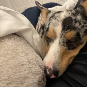 CAMP RUN A MUTT - GAINESVILLE - Updated July 2025 - 127 Photos & 22