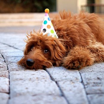 Chelsea's Pet Sitting - Noodle grew up with Chelsea - Pet Sitting Near Me - Roseville, California