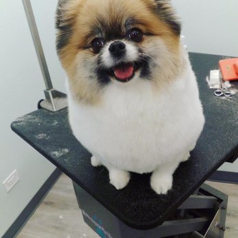The Beauty Bark - Pet Groomers Near Me - Denver, Colorado The Beauty Bark - Pet Groomers Near Me - Denver, Colorado