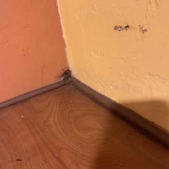 El Torito - Roaches in dining room - Mexican Near Me - San Bernardino, California