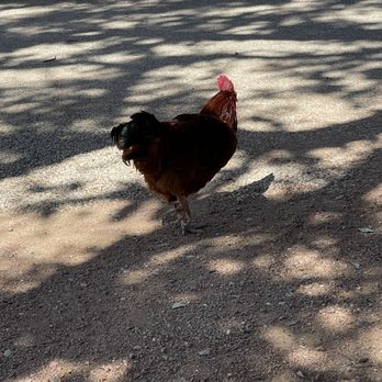 Luckenbach Texas - Rusty!!! - Music Venues Near Me - Fredericksburg, Texas Luckenbach Texas - Rusty!!! - Music Venues Near Me - Fredericksburg, Texas