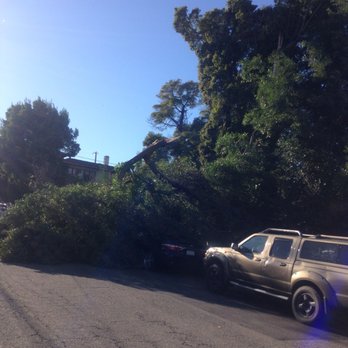 Madriz Tree Service - The BEFORE and AFTER Well done job ! - Tree Services Near Me - Richmond, California