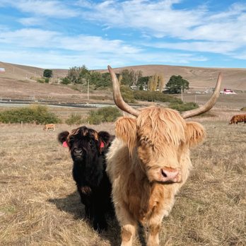 Applegarden Farm Cider Mill - Cows! - Beer, Wine & Spirits Near Me - Tomales, California Applegarden Farm Cider Mill - Cows! - Beer, Wine & Spirits Near Me - Tomales, California