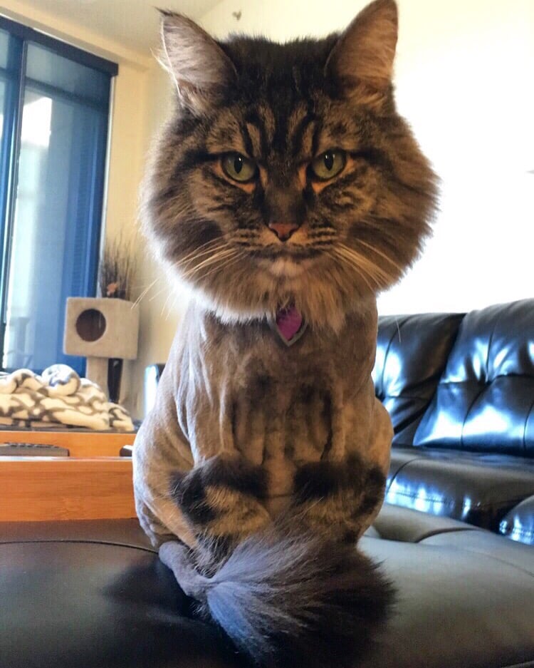 metro mobile groomers