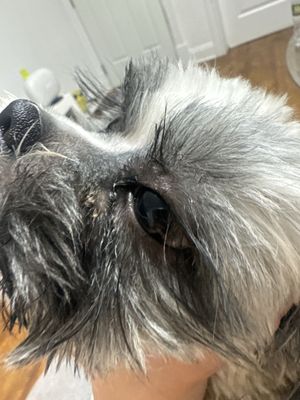 Dog Grooming By Lourdes