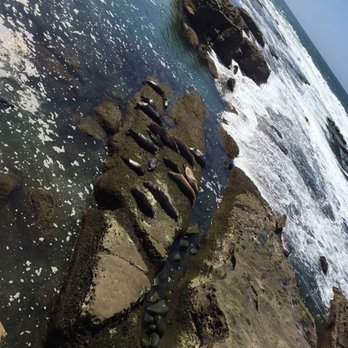 Children's Pool - Beaches Near Me - La Jolla, California Children's Pool - Beaches Near Me - La Jolla, California