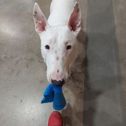 Chapo, the shop dog wants to play tug