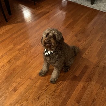 Modern Pet Salon - Ballantyne - Pet Groomers Near Me - Charlotte, North Carolina Modern Pet Salon - Ballantyne - Pet Groomers Near Me - Charlotte, North Carolina