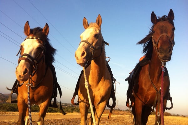 S&D Horseback Riding by null