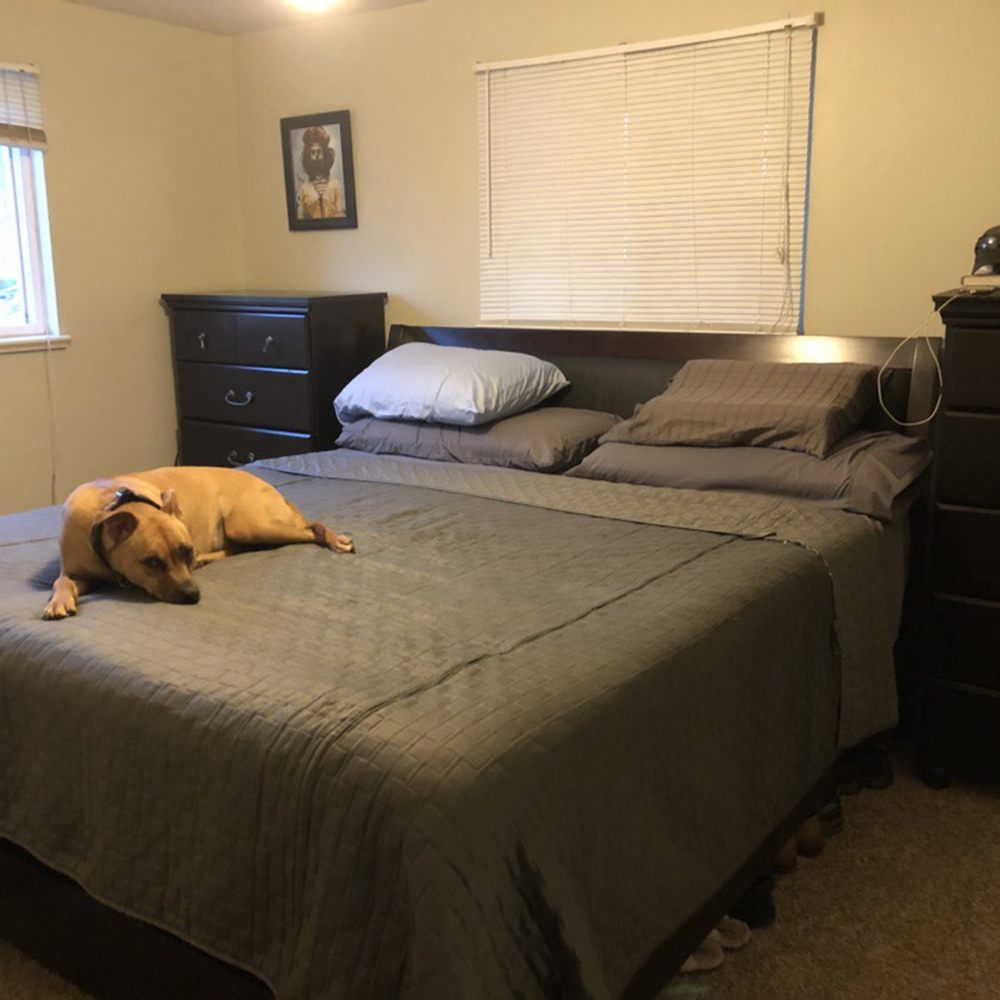 Abbey Carpet & Tile - a dog laying on a bed - Carpeting Near Me - Northglenn, Colorado Abbey Carpet & Tile - a dog laying on a bed - Carpeting Near Me - Northglenn, Colorado