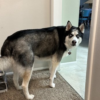Pooch And Boots - Pet Groomers Near Me - Caldwell, Idaho Pooch And Boots - Pet Groomers Near Me - Caldwell, Idaho