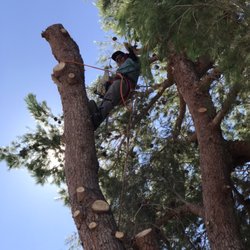 Monkeys Tree Service