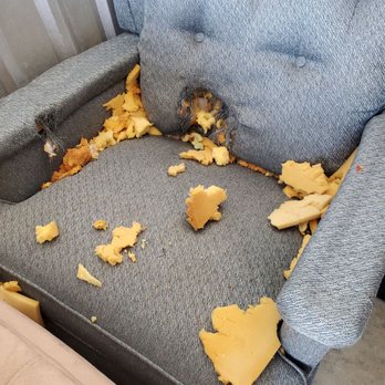 Extra Space Storage - FURTNITURE DESTROYED BY RACCOON IN EXTRA SPACE STORAGE - Self Storage Near Me - Florence, Kentucky