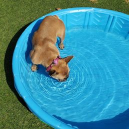 Small pools in dog park
