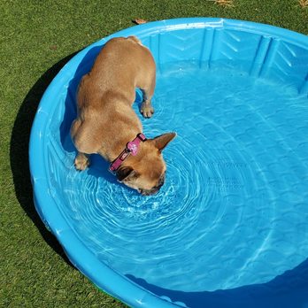 Veteran's Park - Alabaster - Small pools in dog park - Playgrounds Near Me - Alabaster, Alabama