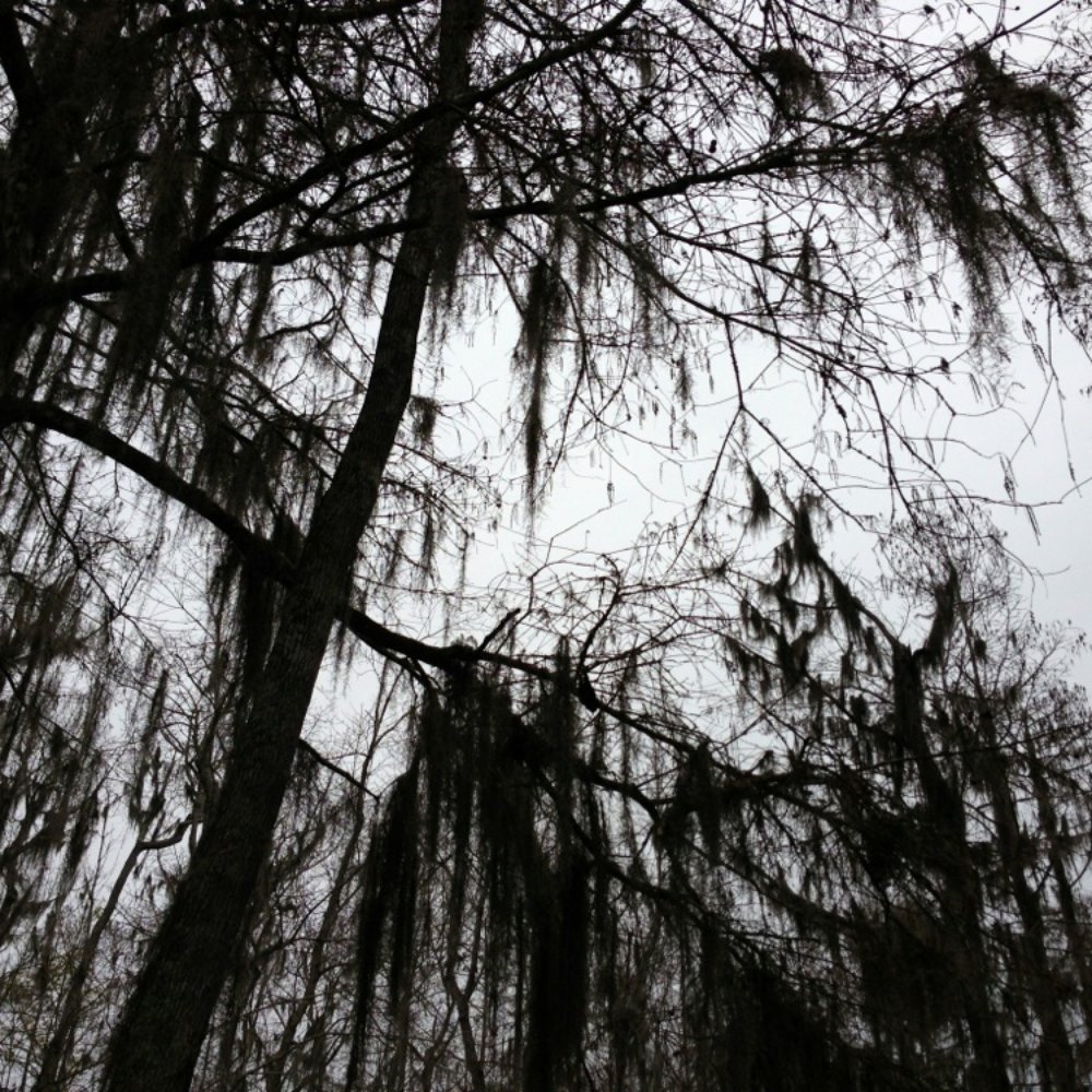 Pearl River Swamp Tours - Tours Near Me - Slidell, Louisiana Pearl River Swamp Tours - Tours Near Me - Slidell, Louisiana