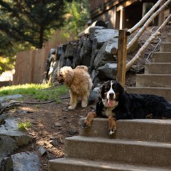 Camp Happy Paws