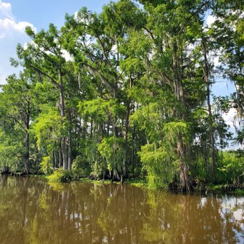 Ultimate Swamp Adventures - Tours Near Me - Westwego, Louisiana