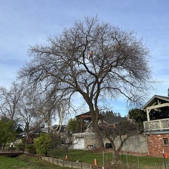 Golden Roots Tree Care - Before: looking at whole tree towards the back of house - Tree Services Near Me - Sacramento, California Golden Roots Tree Care - Before: looking at whole tree towards the back of house - Tree Services Near Me - Sacramento, California