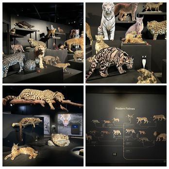 Field Museum - Museums Near Me - Chicago, Illinois
