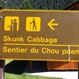 Photo of Skunk Cabbage Boardwalk