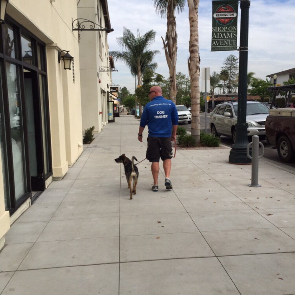 Dogs With Dave - Dave and Branson practicing heeling - Pet Training Near Me Dogs With Dave - Dave and Branson practicing heeling - Pet Training Near Me