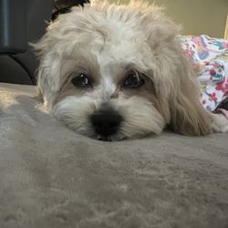 Doggie Boutique