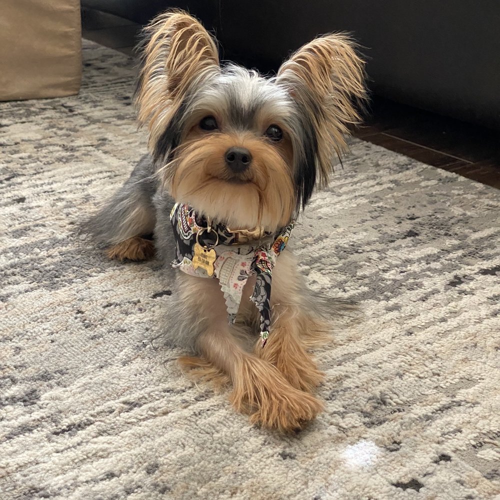 Paws At Main - Riverside - Pet Groomers Near Me - Riverside, California Paws At Main - Riverside - Pet Groomers Near Me - Riverside, California