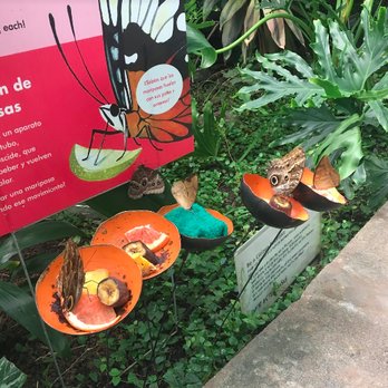 Pacific Science Center - butterflies - Museums Near Me - Seattle, Washington