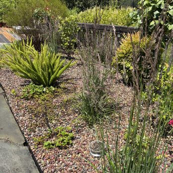 Af Gardening - Removed old mini bark for fire prevention and replaced it with 3/4 pammy pebble with a metal border installation - Landscaping Near Me - Vallejo, California Af Gardening - Removed old mini bark for fire prevention and replaced it with 3/4 pammy pebble with a metal border installation - Landscaping Near Me - Vallejo, California