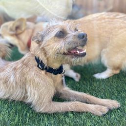 Ellis enjoying some sun at Crafty Canine Club!