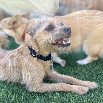 Crafty Canine Club - Ellis enjoying some sun at Crafty Canine Club! - Pet Training Near Me - Poway, California