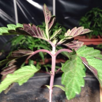 All Natural - Lemon Lights!! - Cannabis Clinics Near Me - Shingle Springs, California All Natural - Lemon Lights!! - Cannabis Clinics Near Me - Shingle Springs, California