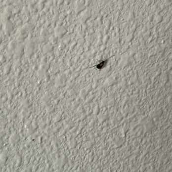 Best Western Colonial Inn - The 3rd bug I killed in our room. - Hotels Near Me - Selma, California