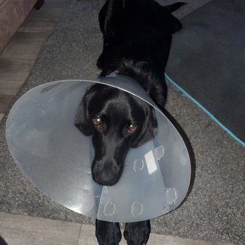 SNAP Spay Neuter Action Project - Charlie boy!! - Veterinarians Near Me SNAP Spay Neuter Action Project - Charlie boy!! - Veterinarians Near Me