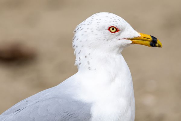 Morro Rock Beach by null
