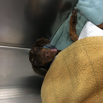 Harraden's Dobieden - Maggie after emergency surgery  Pancreas bleeding - Pet Breeders Near Me - Dover, North Carolina