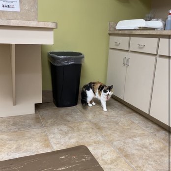 All Creatures Animal Clinic - Tip toein' - Veterinarians Near Me - Lakeland, Florida