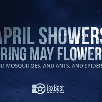 Texbest Pest Control - Pest Control Near Me - Plano, Texas Texbest Pest Control - Pest Control Near Me - Plano, Texas
