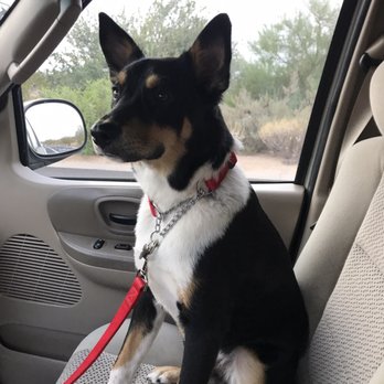 The Fetching Dog - Pet Stores Near Me - Scottsdale, Arizona
